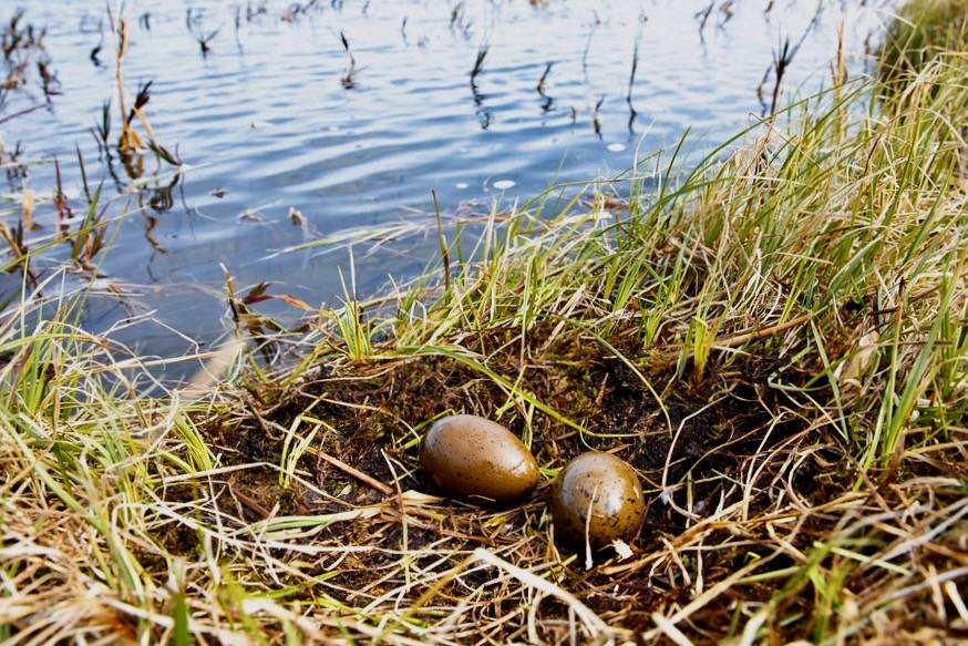 Red-throated loon nest - Arctic Bird Fest 2019 by Lisa Hupp/USFWSAlaska is marked with Public Domain Mark 1.0.